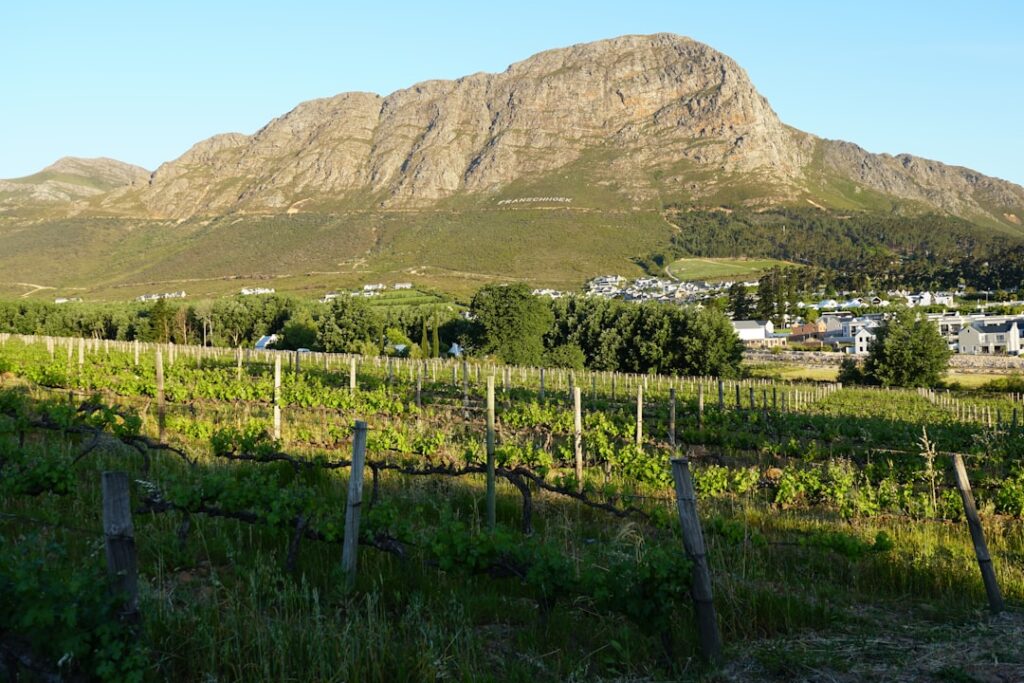 Franschhoek vineyards