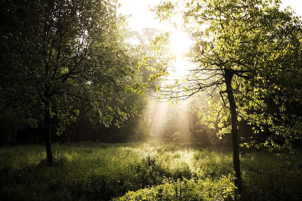 Bois de Vincennes (254710037).jpg